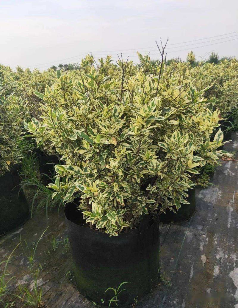 香桃木苗绿植盆栽爱神木香草花卉阳台庭院不易生虫