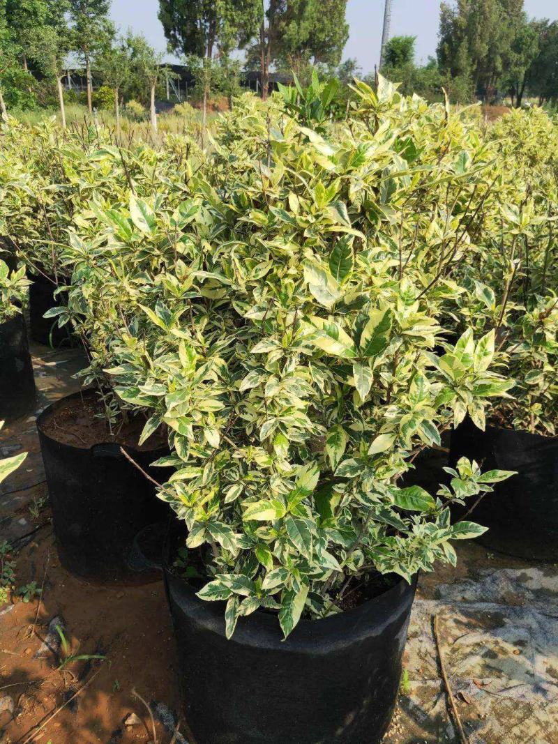 香桃木苗绿植盆栽爱神木香草花卉阳台庭院不易生虫