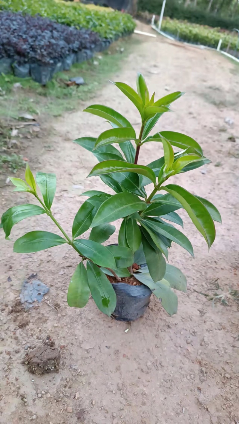 大量软枝黄蝉7⃣️斤袋出售