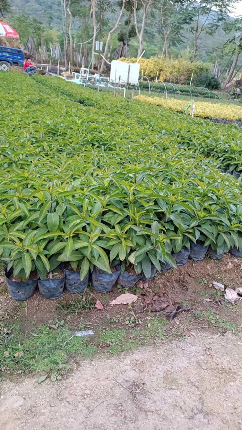 大量软枝黄蝉7⃣️斤袋出售