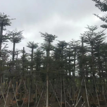 大量小叶榄仁8至18分出信
