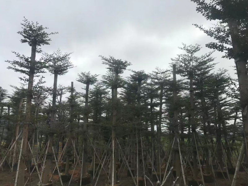 大量小叶榄仁8至18分出信