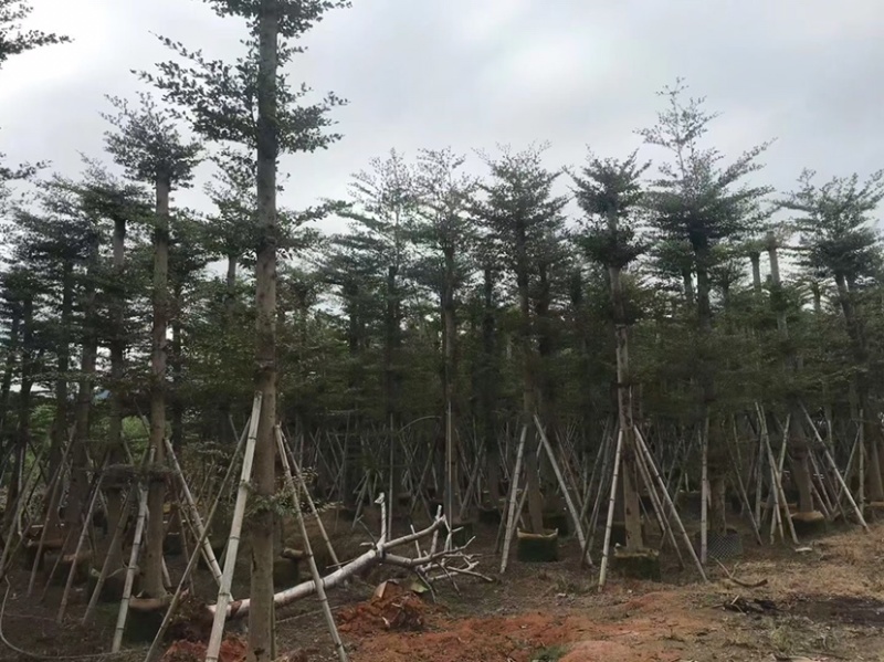 大量小叶榄仁8至18分出信
