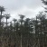 大量小叶榄仁8至18分出信