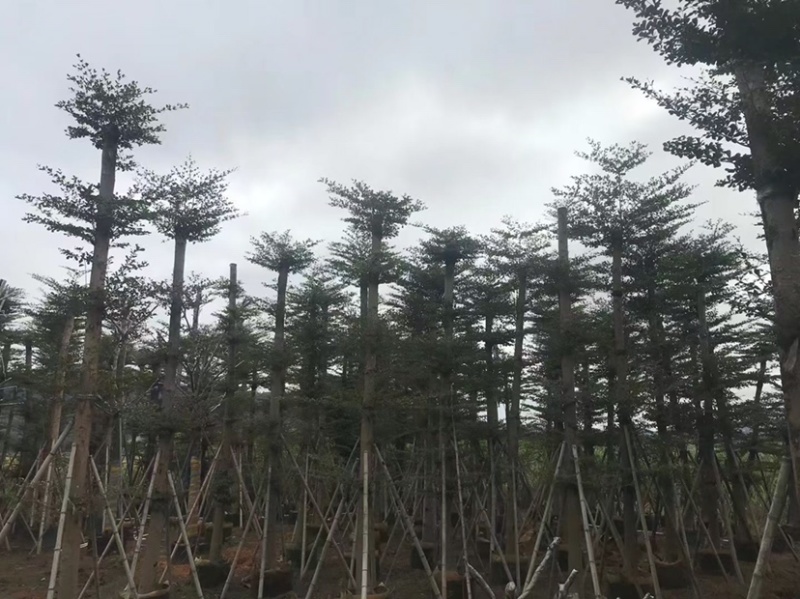 大量小叶榄仁8至18分出信