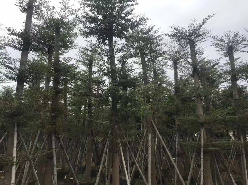 大量小叶榄仁8至18分出信