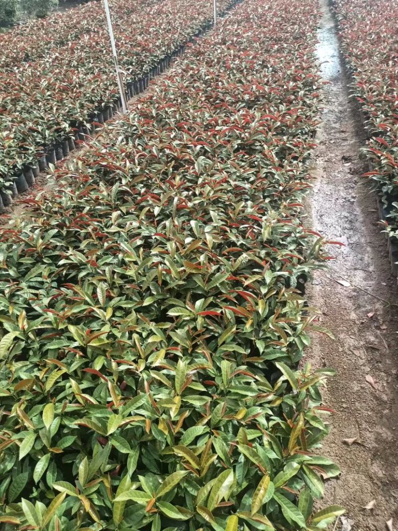 大量七斤袋红背桂出售