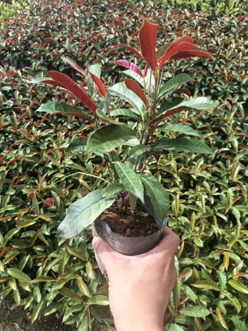 大量七斤袋红背桂出售