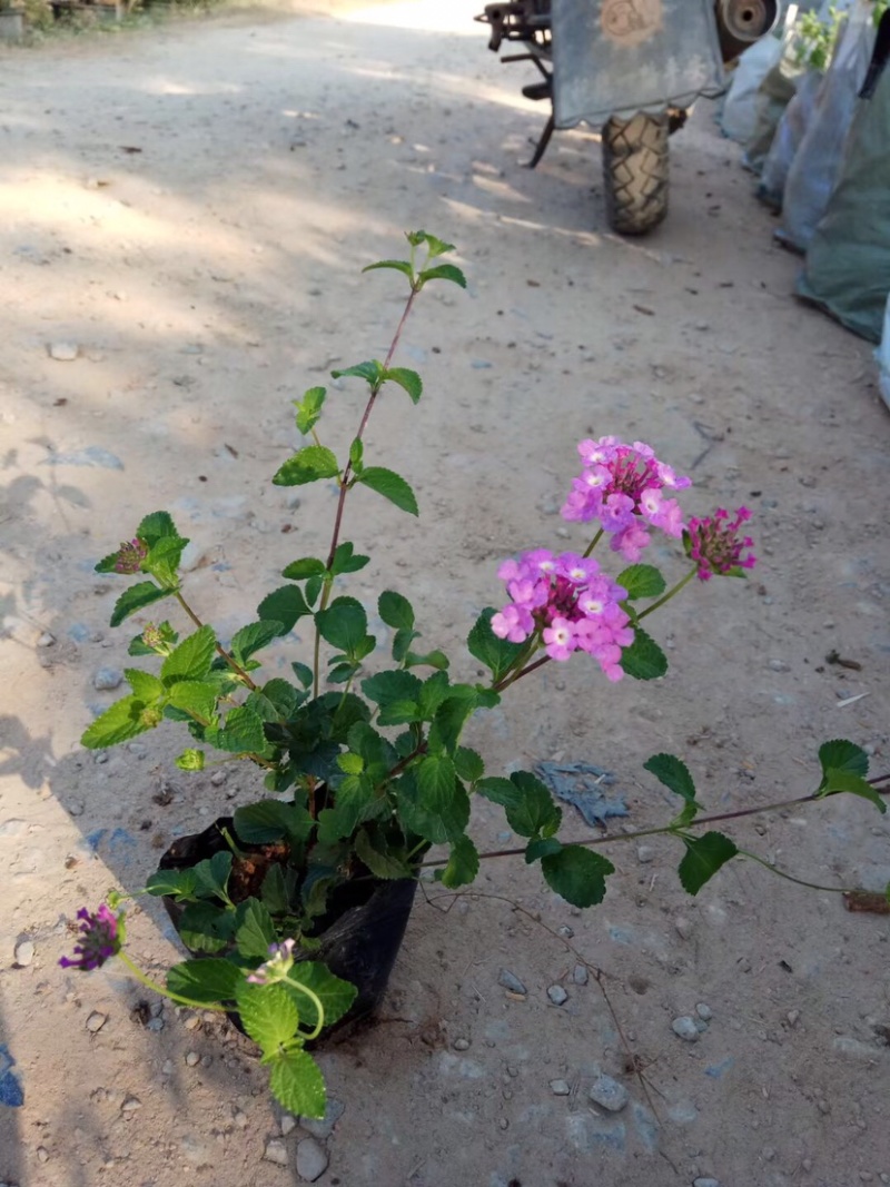 大量7⃣️斤袋马缨丹出售