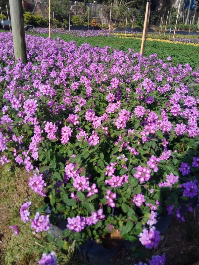 大量7⃣️斤袋马缨丹出售