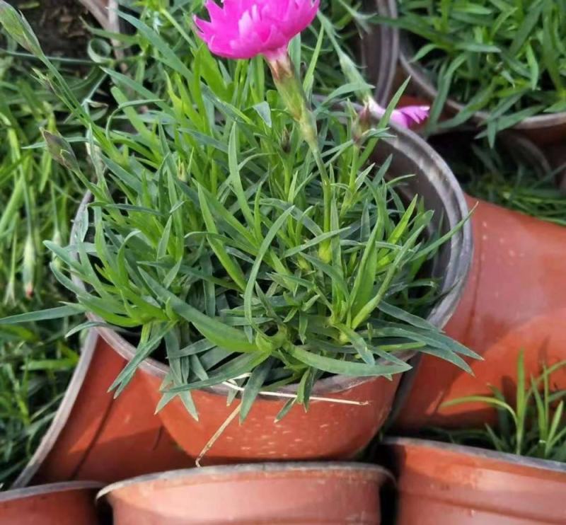 欧石竹苗批发耐寒耐旱花苗四季开花带花苞草坪庭院花卉室外