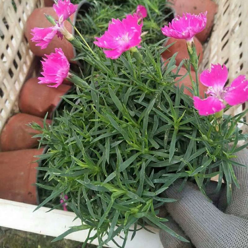欧石竹苗批发耐寒耐旱花苗四季开花带花苞草坪庭院花卉室外