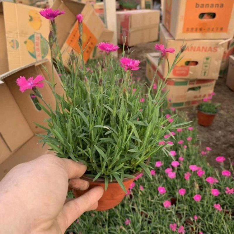 欧石竹苗批发耐寒耐旱花苗四季开花带花苞草坪庭院花卉室外