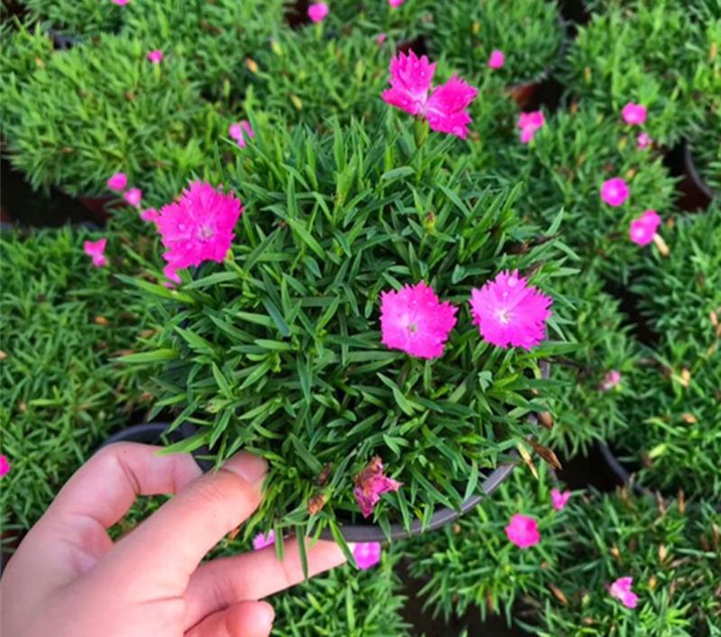 欧石竹苗批发耐寒耐旱花苗四季开花带花苞草坪庭院花卉室外