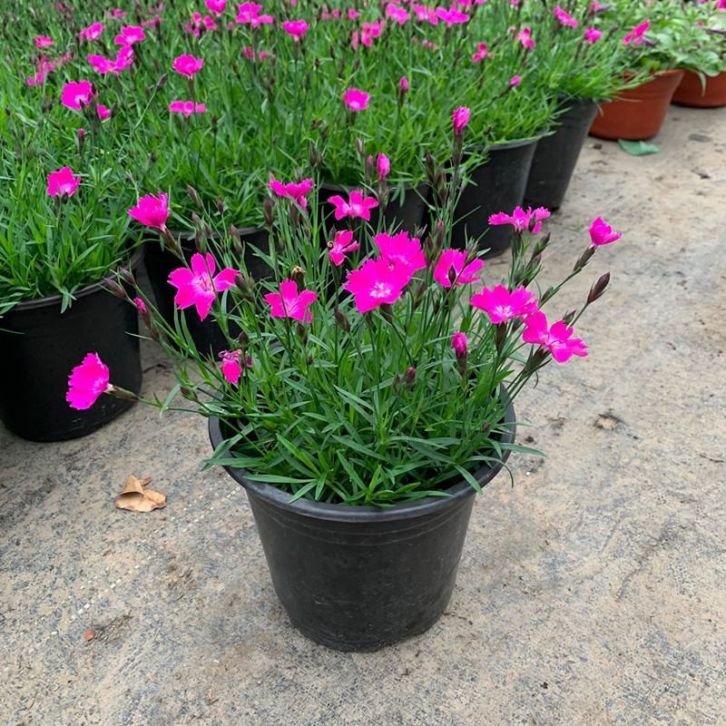 欧石竹苗批发耐寒耐旱花苗四季开花带花苞草坪庭院花卉室外