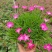 欧石竹苗批发耐寒耐旱花苗四季开花带花苞草坪庭院花卉室外