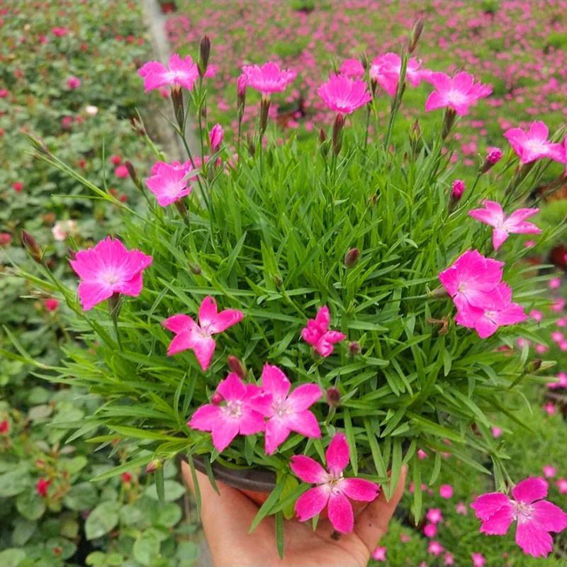 欧石竹苗批发耐寒耐旱花苗四季开花带花苞草坪庭院花卉室外