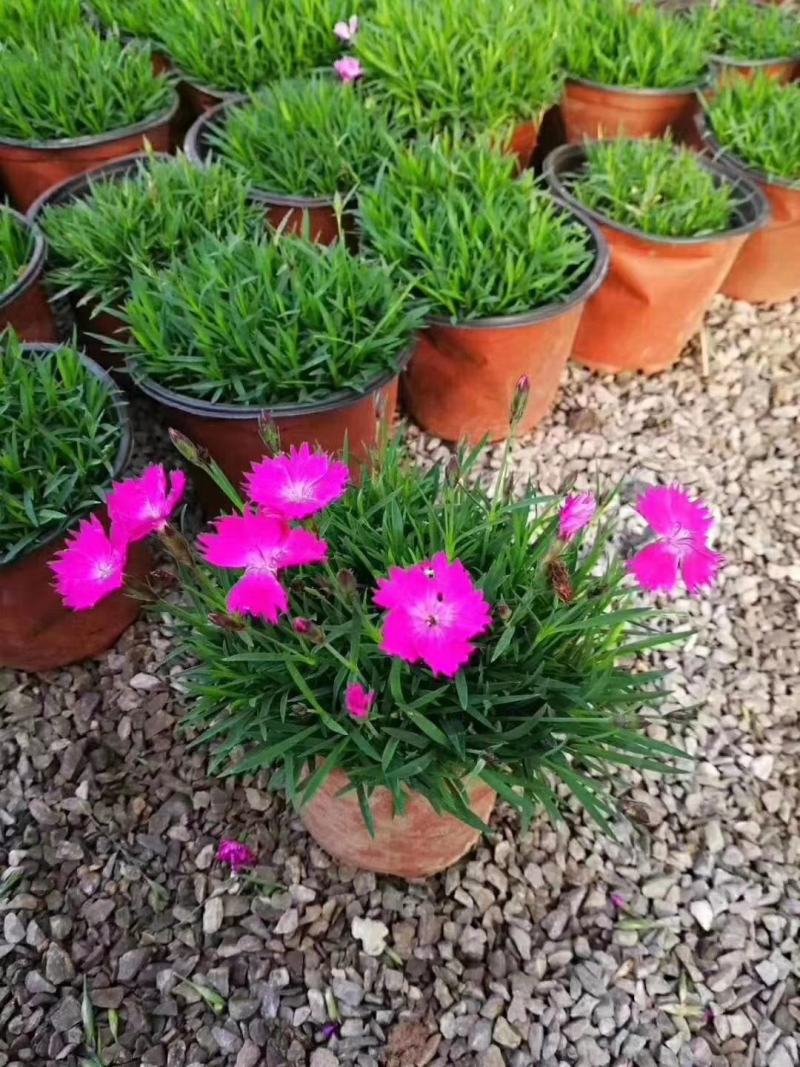 欧石竹苗批发耐寒耐旱花苗四季开花带花苞草坪庭院花卉室外