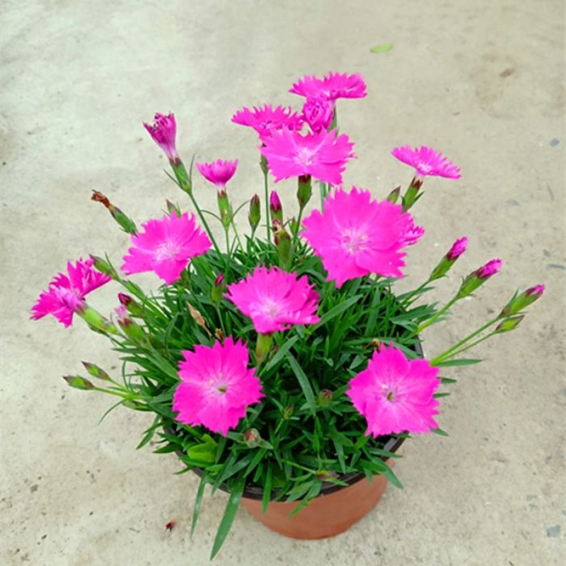 欧石竹苗批发耐寒耐旱花苗四季开花带花苞草坪庭院花卉室外