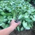 大量3⃣️斤袋白蝴蝶出售