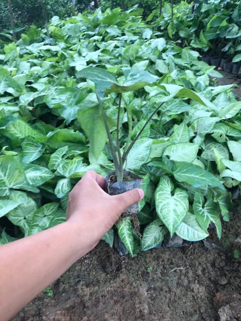 大量3⃣️斤袋白蝴蝶出售