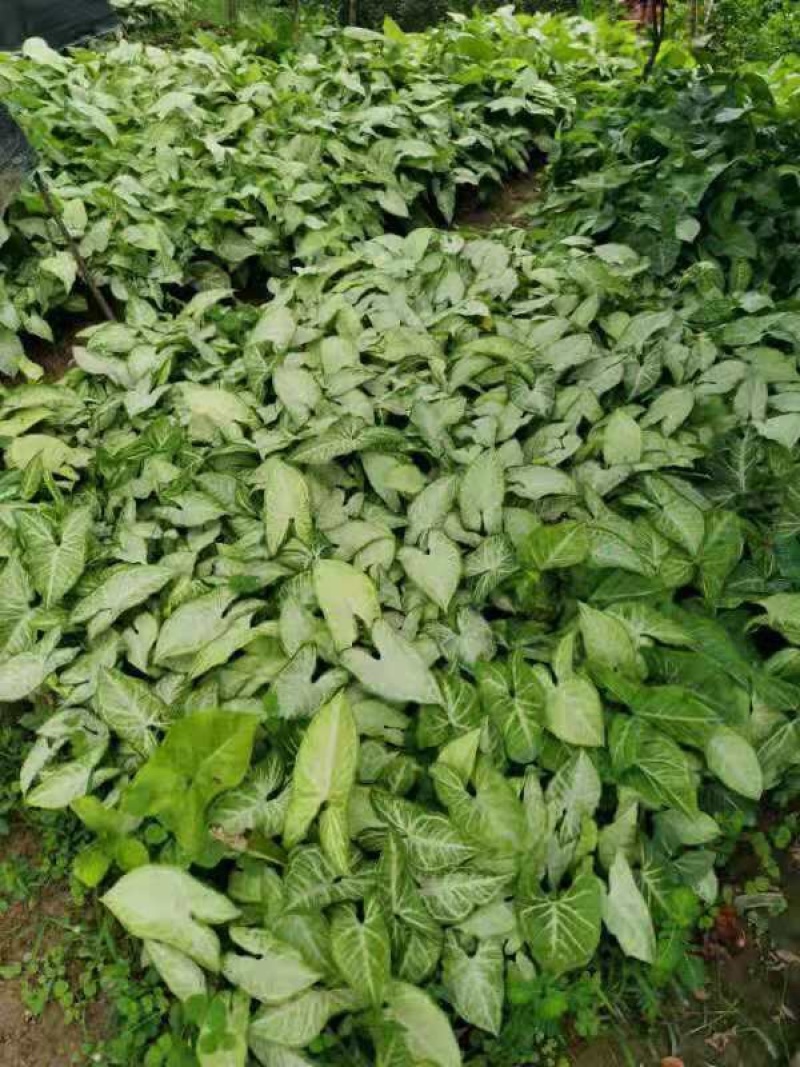 大量3⃣️斤袋白蝴蝶出售