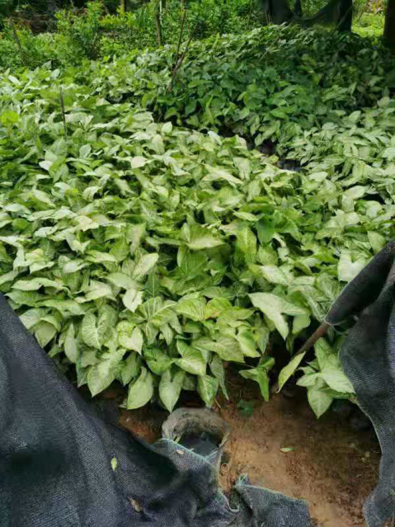 大量3⃣️斤袋白蝴蝶出售