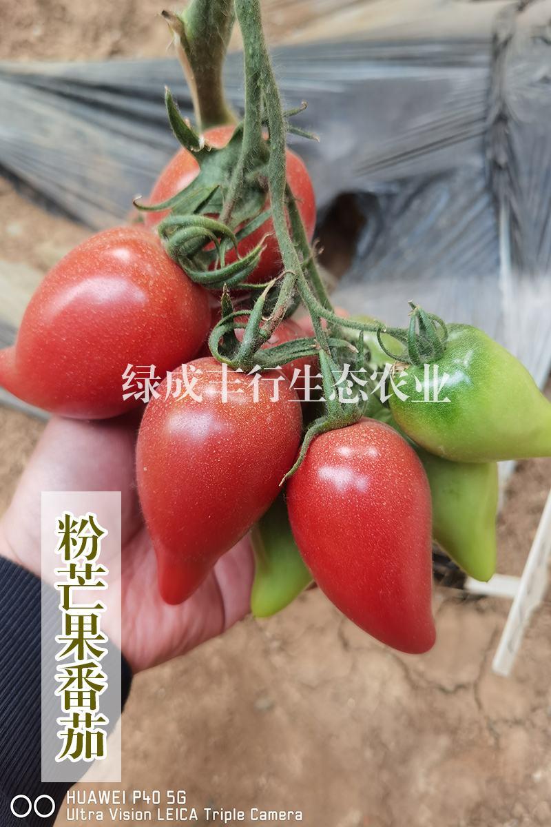 芒果番茄种子粉绿彩三色口感好适合采摘观光基地种植
