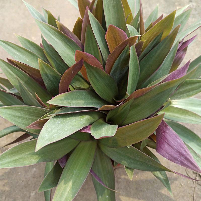 紫背万年青盆栽植物室内好养花卉四季常青紫锦兰蚌兰庭院观叶