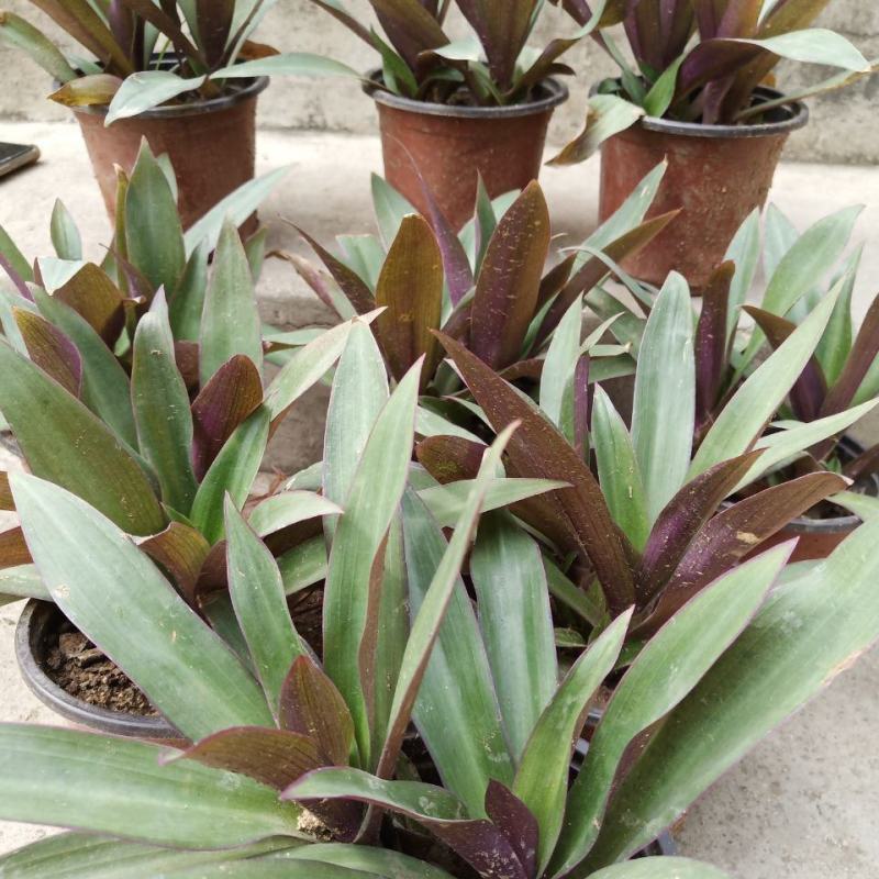 紫背万年青盆栽植物室内好养花卉四季常青紫锦兰蚌兰庭院观叶