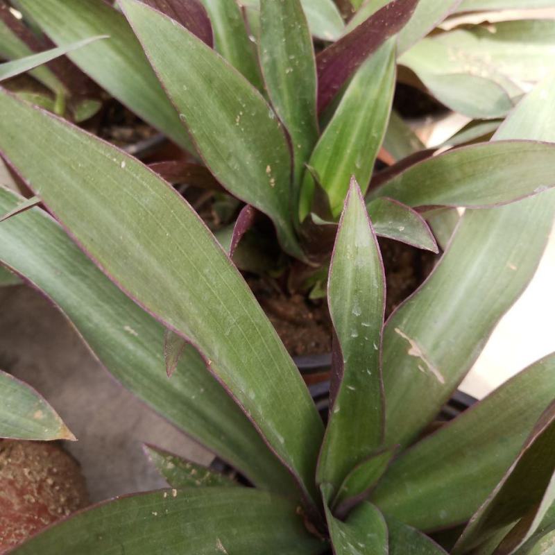 紫背万年青盆栽植物室内好养花卉四季常青紫锦兰蚌兰庭院观叶