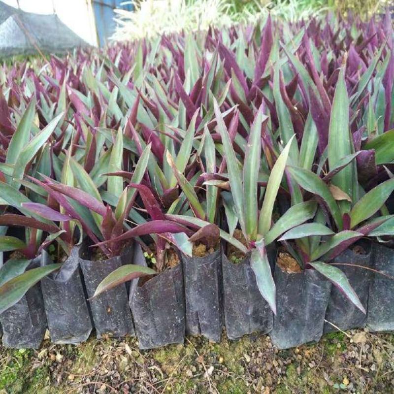 紫背万年青盆栽植物室内好养花卉四季常青紫锦兰蚌兰庭院观叶