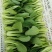 上海青精品油菜