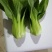 上海青精品油菜