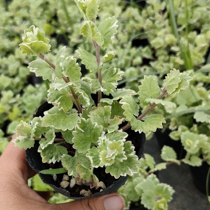 金钱薄荷盆栽薄荷苗垂吊绿植盆栽室内懒人好养易活四季常绿