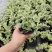 金钱薄荷盆栽薄荷苗垂吊绿植盆栽室内懒人好养易活四季常绿