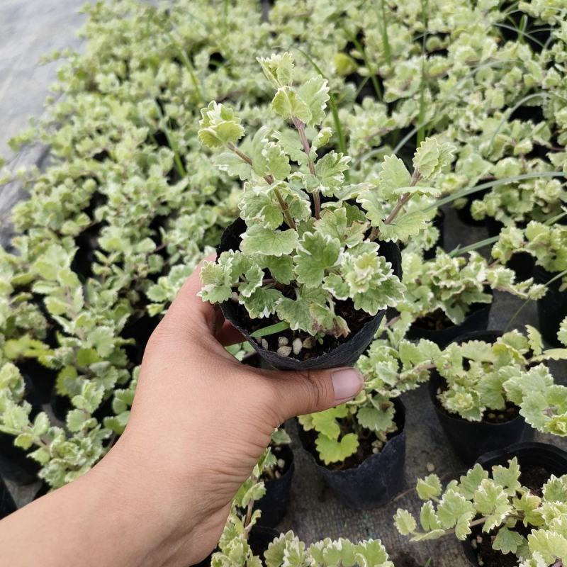 金钱薄荷盆栽薄荷苗垂吊绿植盆栽室内懒人好养易活四季常绿