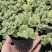 金钱薄荷盆栽薄荷苗垂吊绿植盆栽室内懒人好养易活四季常绿