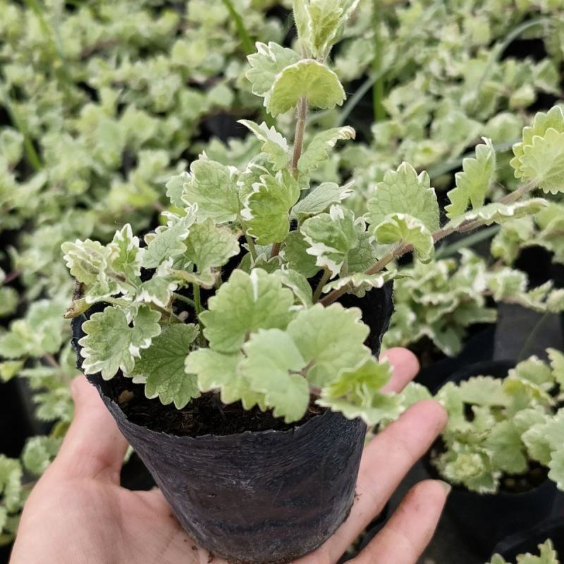 金钱薄荷盆栽薄荷苗垂吊绿植盆栽室内懒人好养易活四季常绿