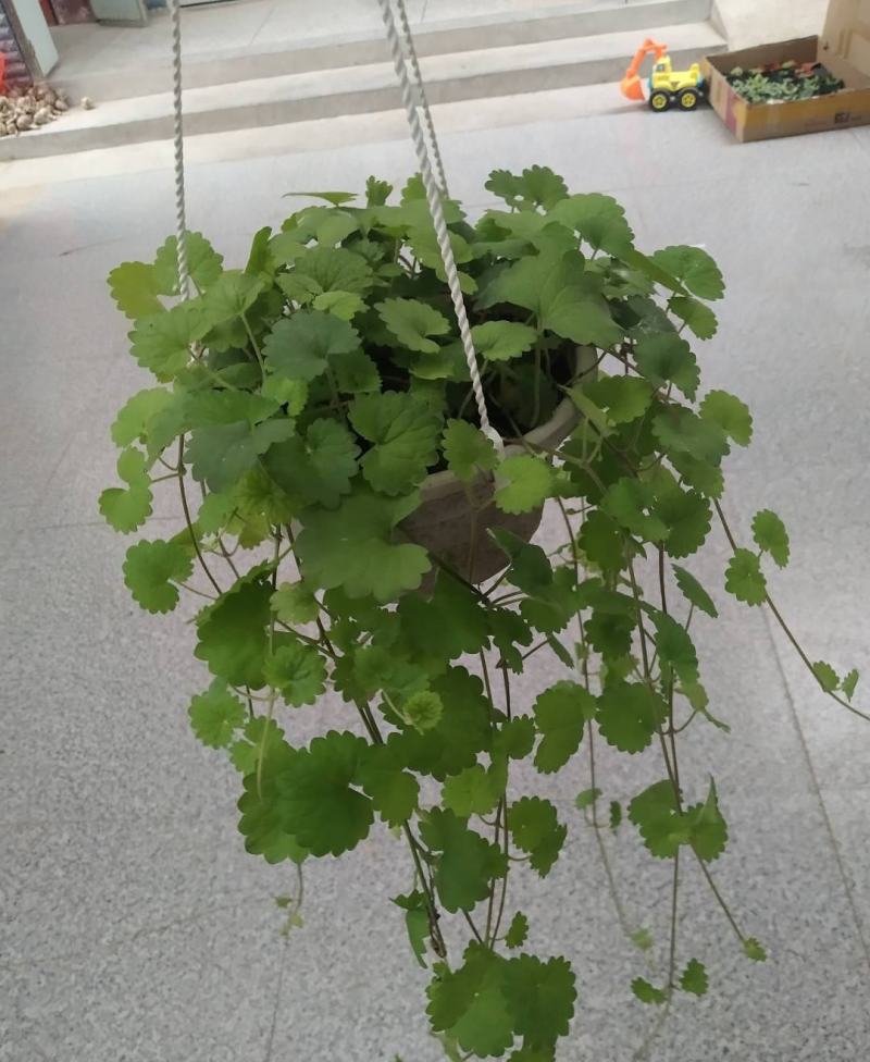 金钱薄荷盆栽薄荷苗垂吊绿植盆栽室内懒人好养易活四季常绿