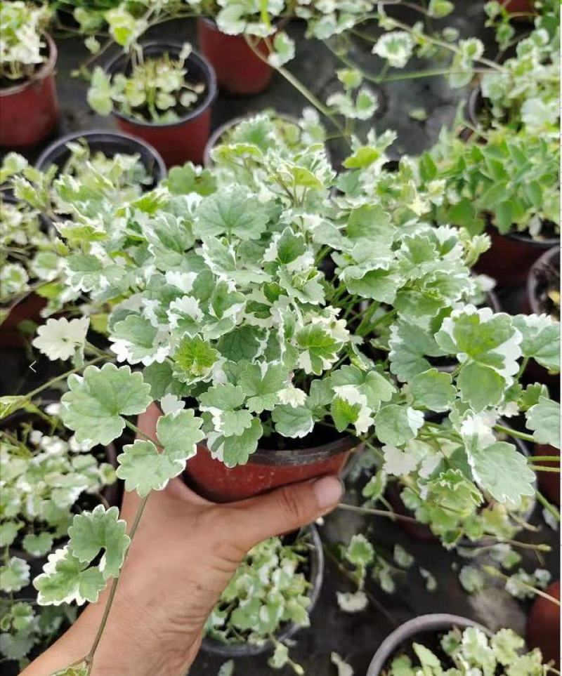 金钱薄荷盆栽薄荷苗垂吊绿植盆栽室内懒人好养易活四季常绿
