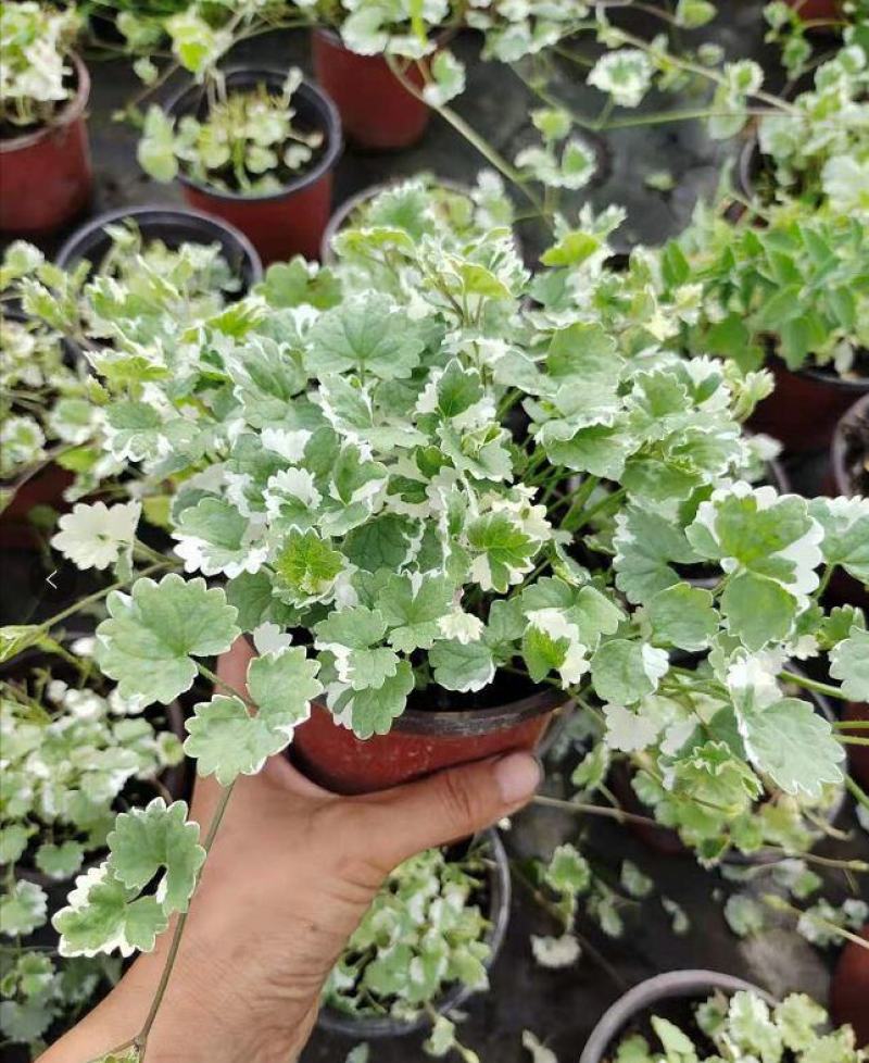 金钱薄荷盆栽薄荷苗垂吊绿植盆栽室内懒人好养易活四季常绿
