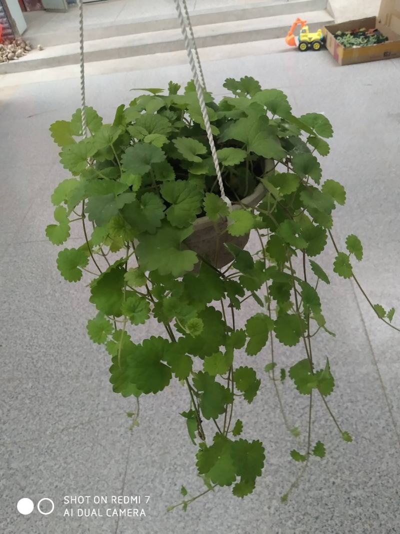 金钱薄荷盆栽薄荷苗垂吊绿植盆栽室内懒人好养易活四季常绿