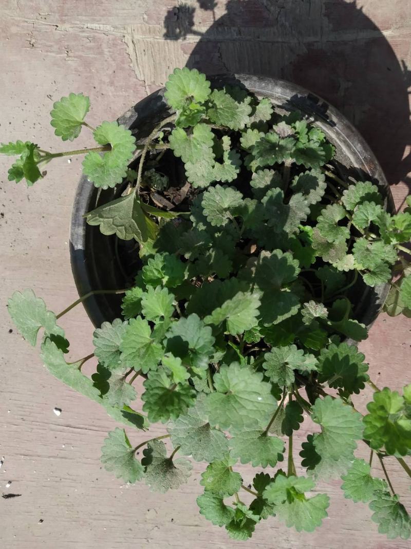 金钱薄荷盆栽薄荷苗垂吊绿植盆栽室内懒人好养易活四季常绿