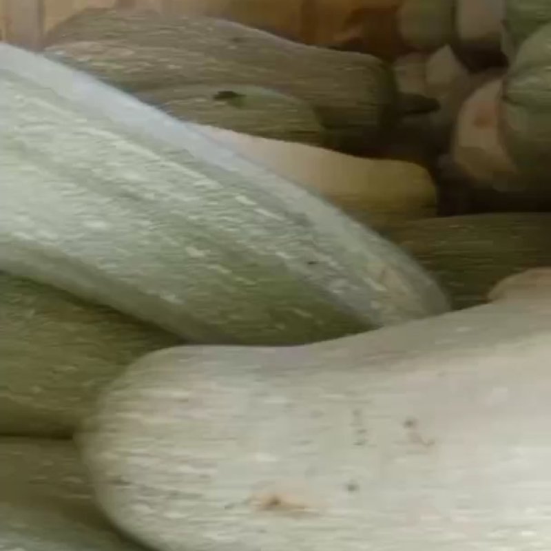 河北衡水西葫已大量上市中