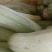 河北衡水西葫已大量上市中