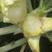 炎秀西兰花种子中熟花球深绿花粒大小均匀细腻商品性强