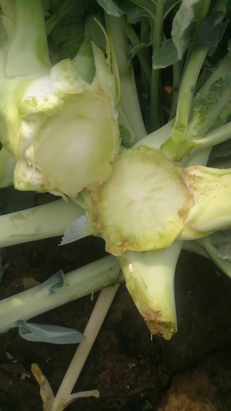 炎秀西兰花种子中熟花球深绿花粒大小均匀细腻商品性强