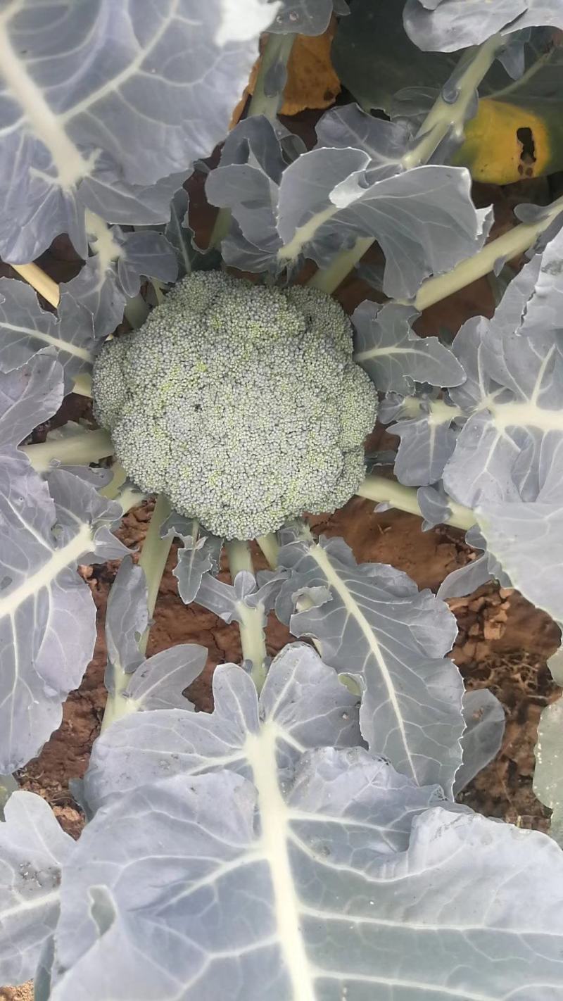 炎秀西兰花种子中熟花球深绿花粒大小均匀细腻商品性强