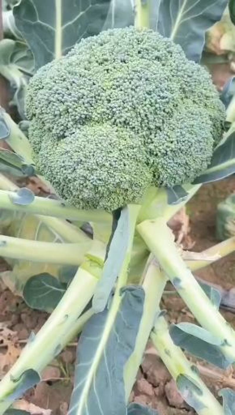 炎秀西兰花种子中熟花球深绿花粒大小均匀细腻商品性强